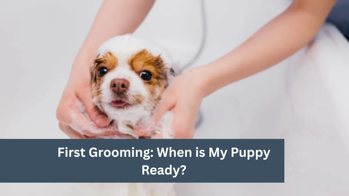 First Grooming: When is My Puppy Ready?