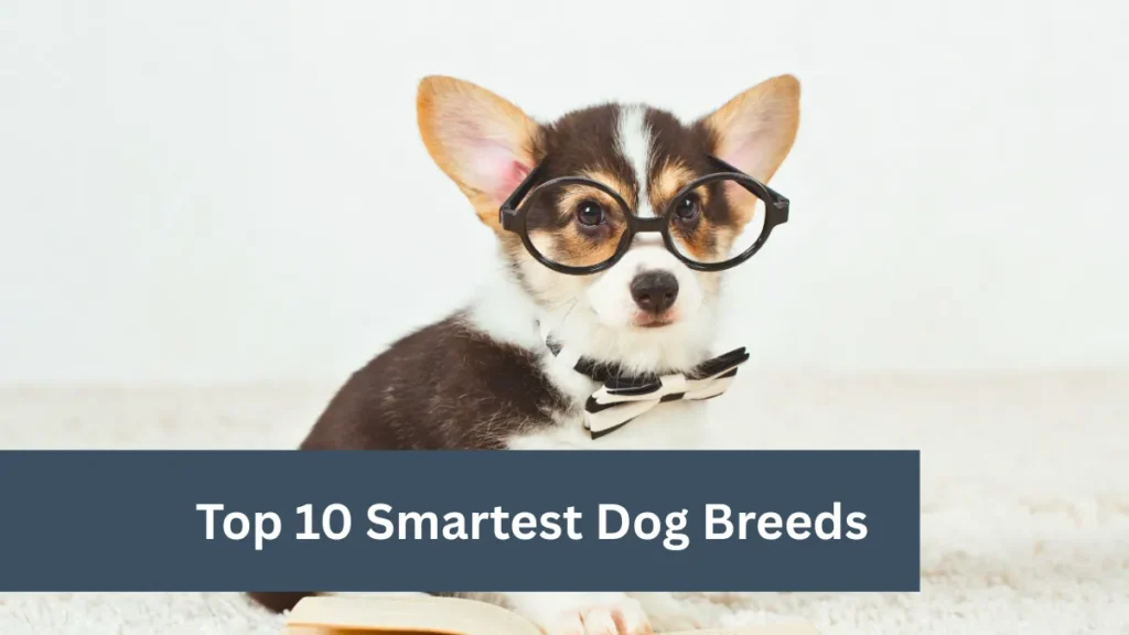 Top 10 Smartest Dog Breeds