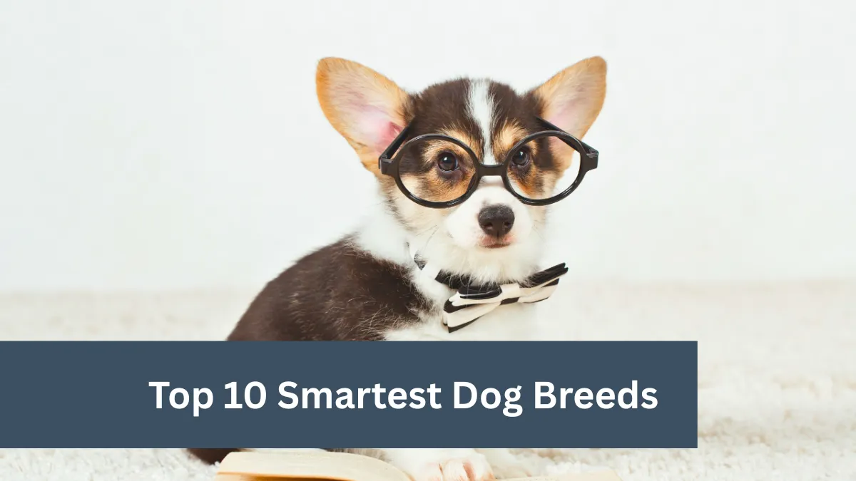 Top 10 Smartest Dog Breeds