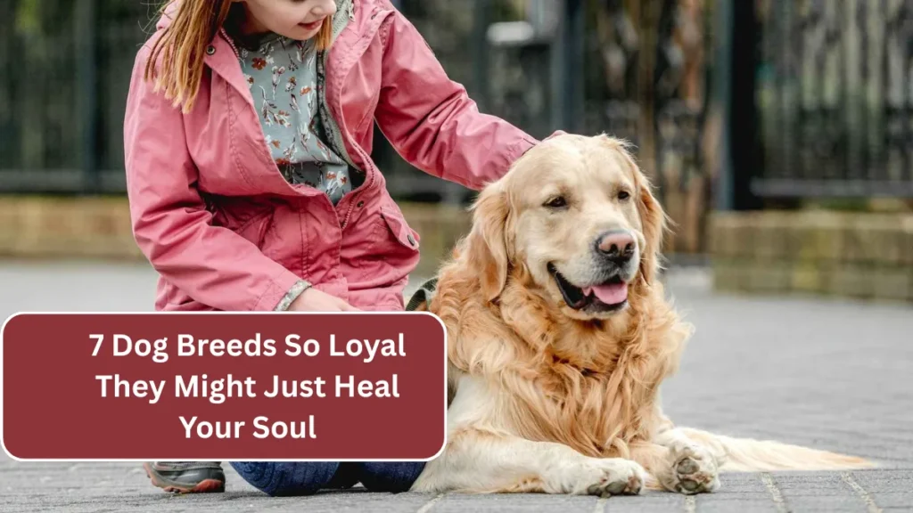7 Dog Breeds So Loyal They Might Just Heal Your Soul
