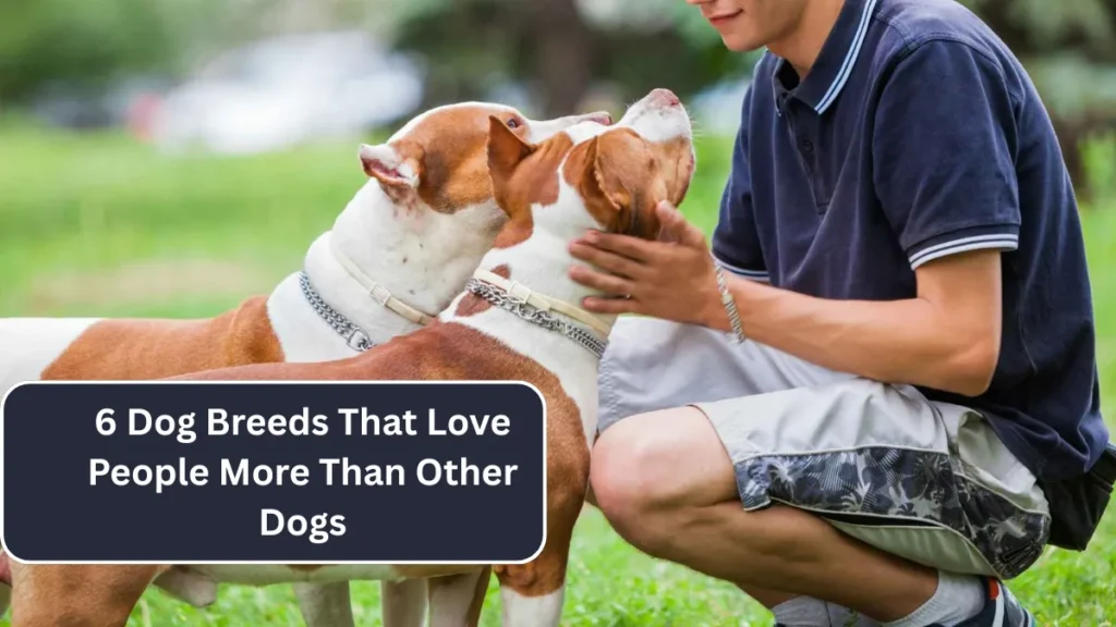 6 Dog Breeds That Love People More Than Other Dogs