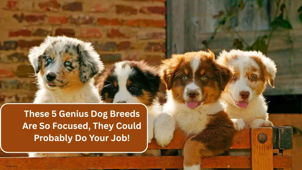 These 5 Genius Dog Breeds Are So Focused, They Could Probably Do Your Job!