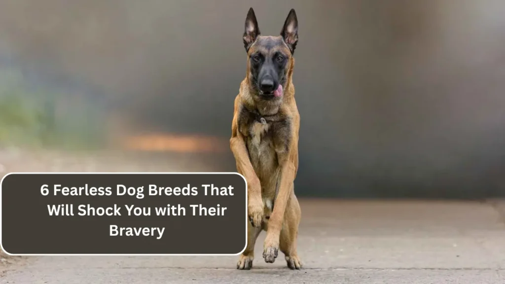6 Fearless Dog Breeds That Will Shock You with Their Bravery