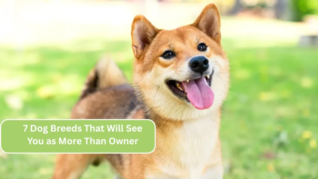 7 Dog Breeds That Will See You as More Than Owner