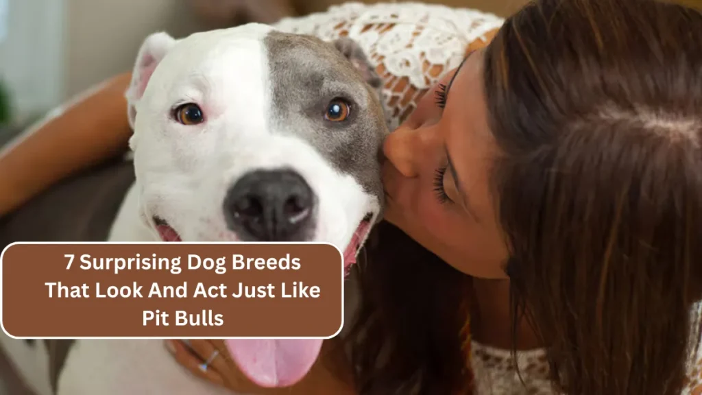 7 Surprising Dog Breeds That Look And Act Just Like Pit Bulls