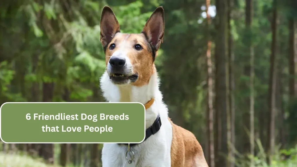6 Friendliest Dog Breeds that Love People