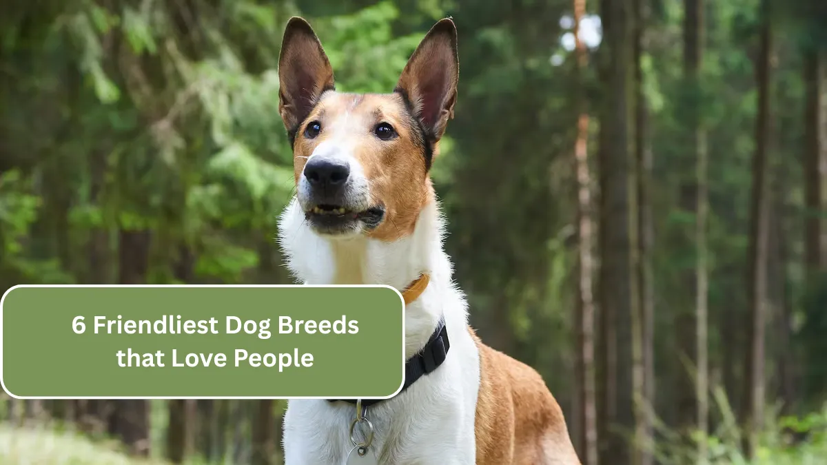 6 Friendliest Dog Breeds that Love People