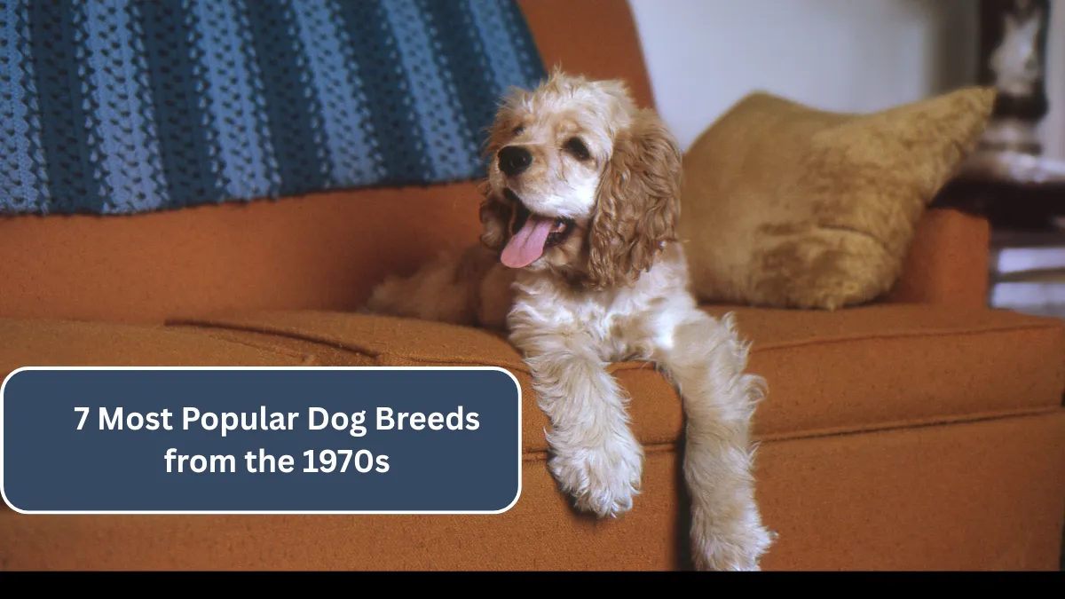 7 Most Popular Dog Breeds from the 1970s