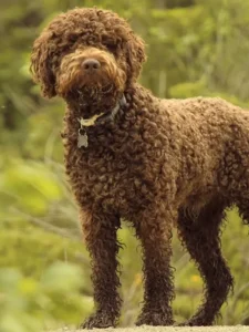 7 Rare Dog Breeds You’ve Probably Never Heard Of – #4 Will Surprise You!