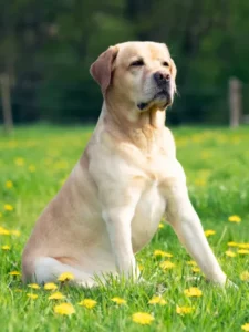 5 Smartest Dog Breeds Ranked – Which One Outsmarts the Rest?