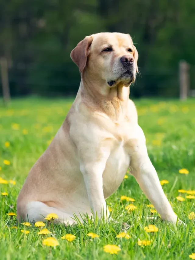 5 Smartest Dog Breeds Ranked – Which One Outsmarts the Rest?