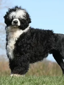 Best 5 Hypoallergenic Dog Breeds for Allergy Sufferers in 2025