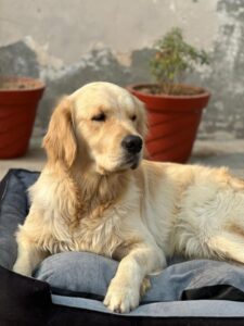 Top 7 Family-Friendly Dog Breeds That Are Great with Kids