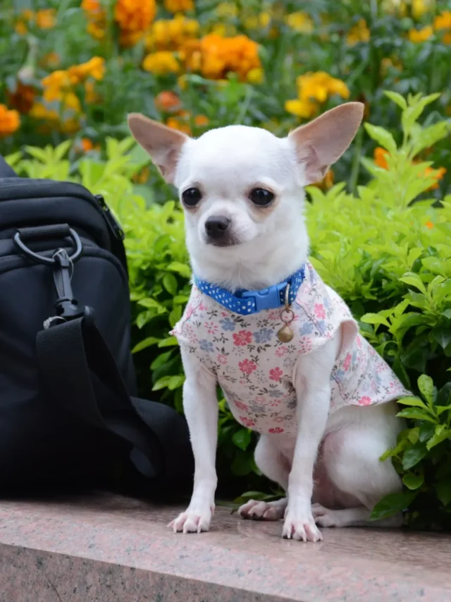 6 Dog Breeds That Stay Small and Cute Forever – Perfect for Apartment Living!