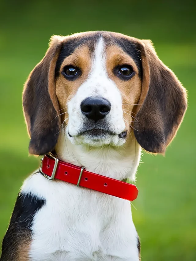 7 Low-Maintenance Dog Breeds That First-Time Owners Will Love