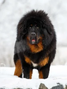 From Fluff to Fierce: 5 Dog Breeds That Look Cute but Are Natural Protectors